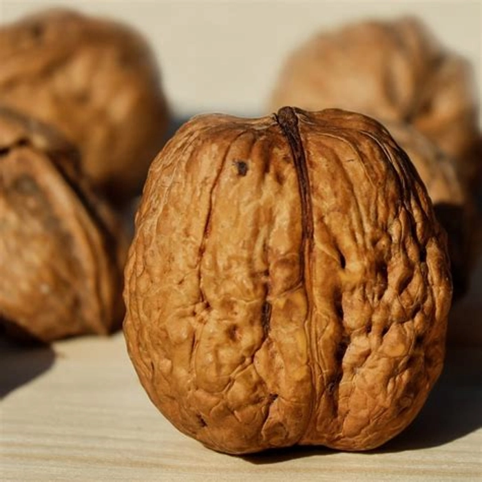 Walnut