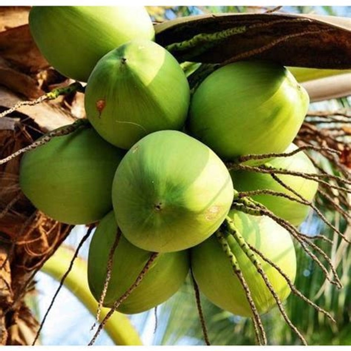 Tender Coconut