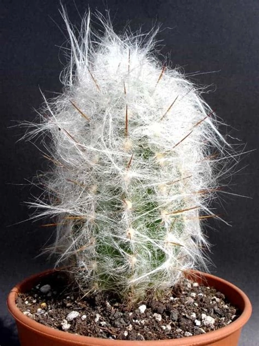 MVM e-comerce Old Man Cactus (Cephalocereus Senilis