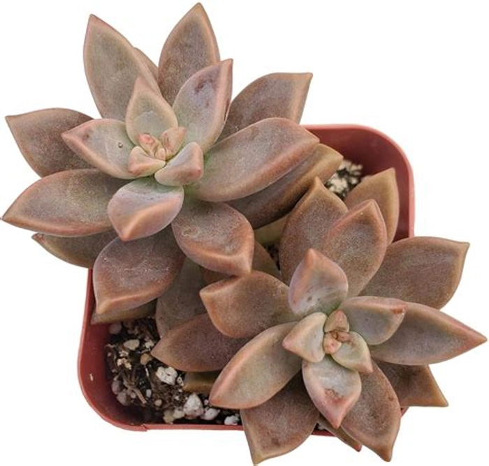 MVM e-comerce Graptosedum-Vera-Higgins-Alpenglow