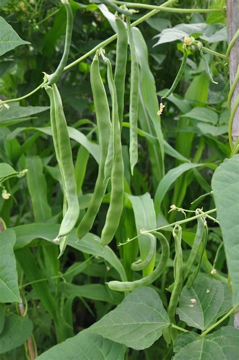 Comman Beans (Ghevda)