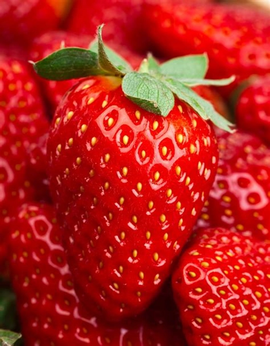 Strawberry Organic