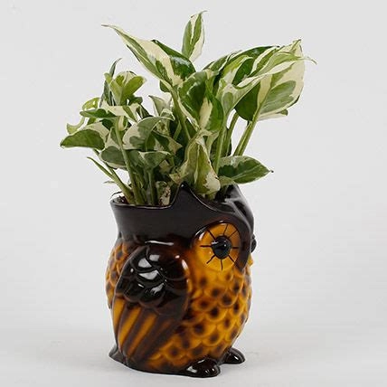 Decorative Owl White Pothos Plant