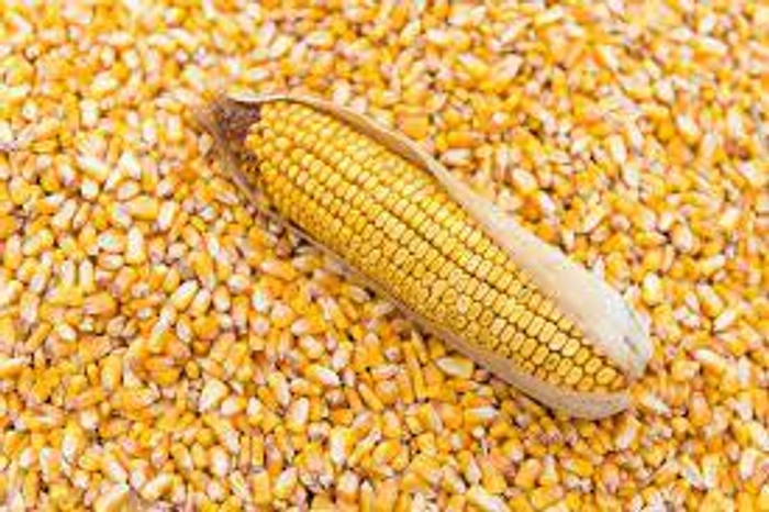 Maize