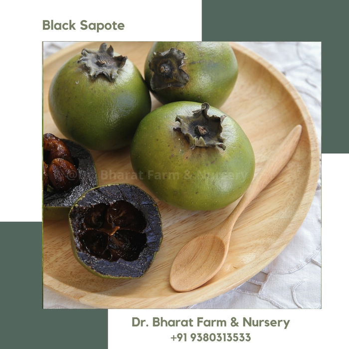 Black Sapote