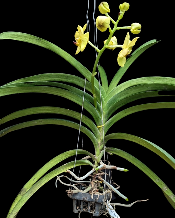 VANDA