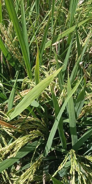 Indrayani Rice