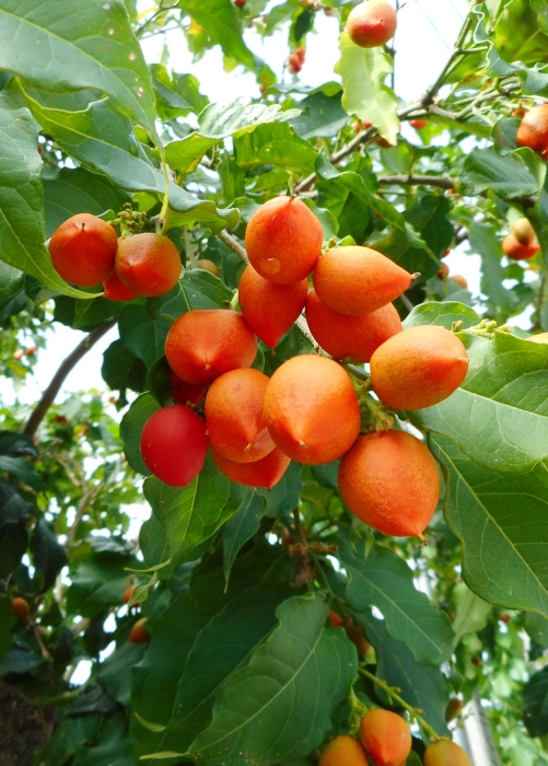 Peanut Butter Fruit - Grafted