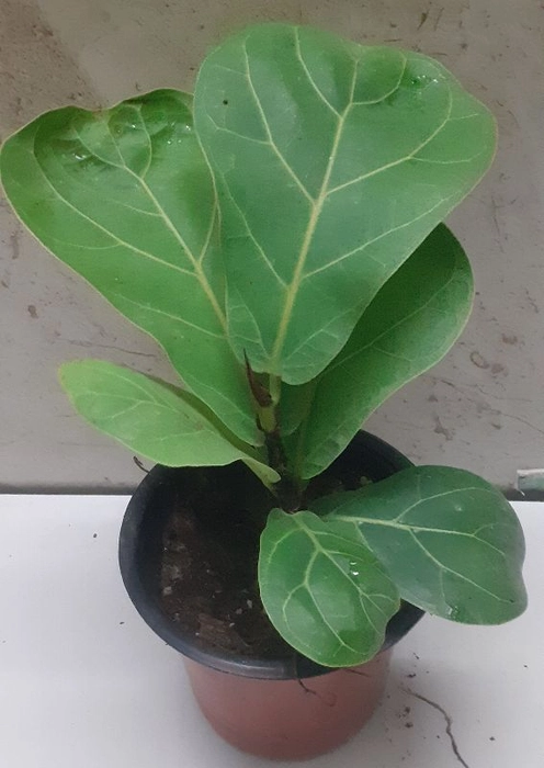 Fidle Leaf Fig