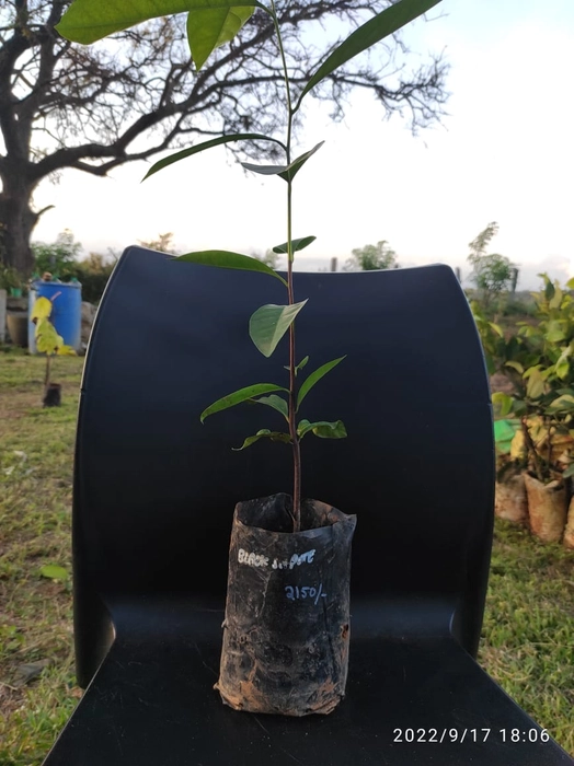 Black Sapote