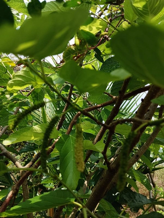 White Mulberry