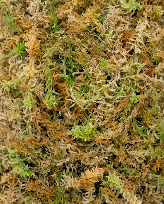 Dry Sphagnum Moss for Plants 1kg