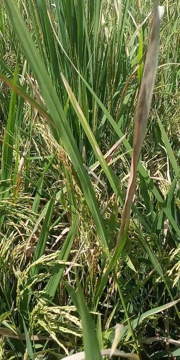 Indrayani Rice