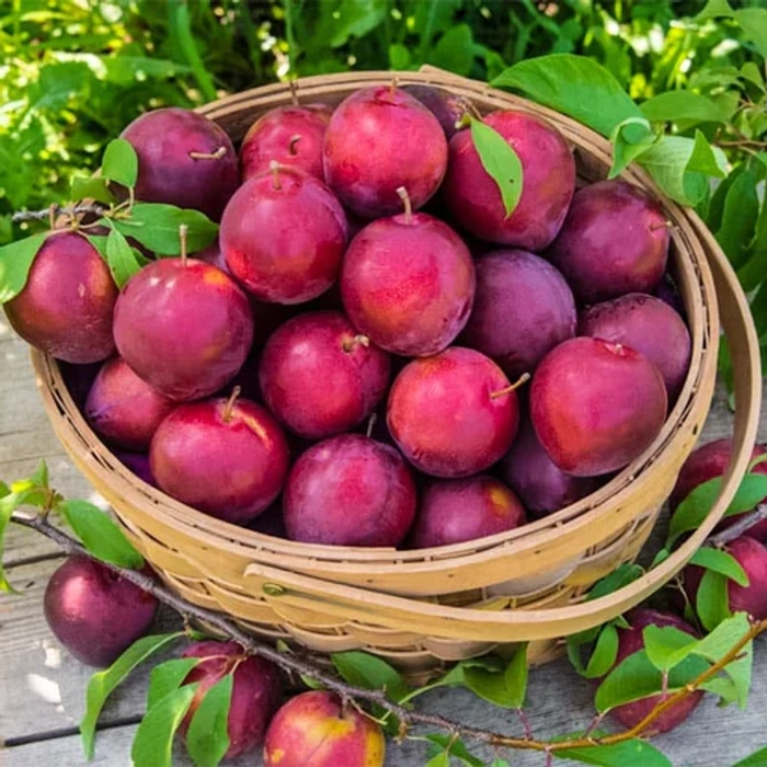 Plum Himachal (Certified Organic)