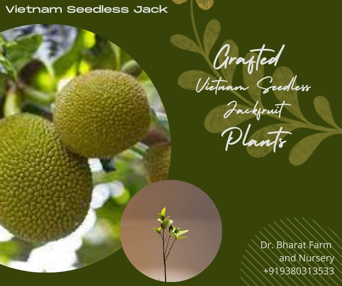 Dwarf Seedless Jack Fruit Plant - Grafted