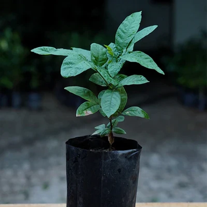 Ice Cream Bean Fruit Plants (Inga Edulis)