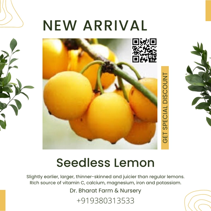 Grafted Seedless Lemon (Special Variety)