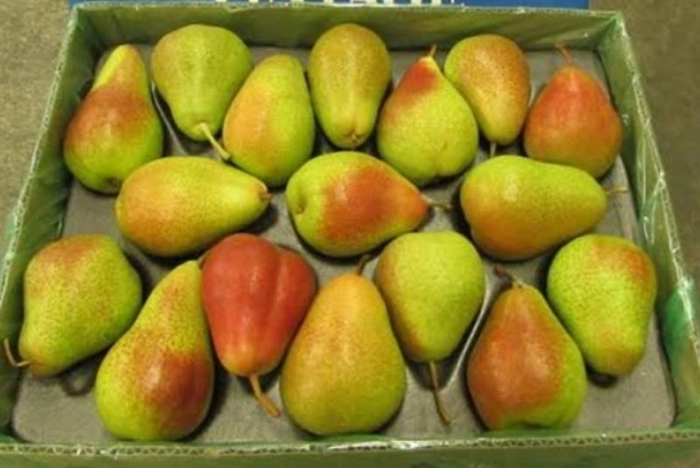 Whitty Pear