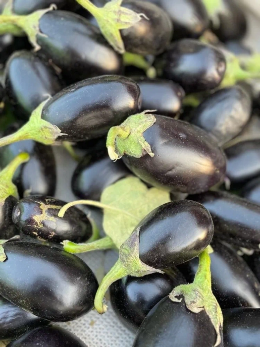 brinjal black round 500 gms