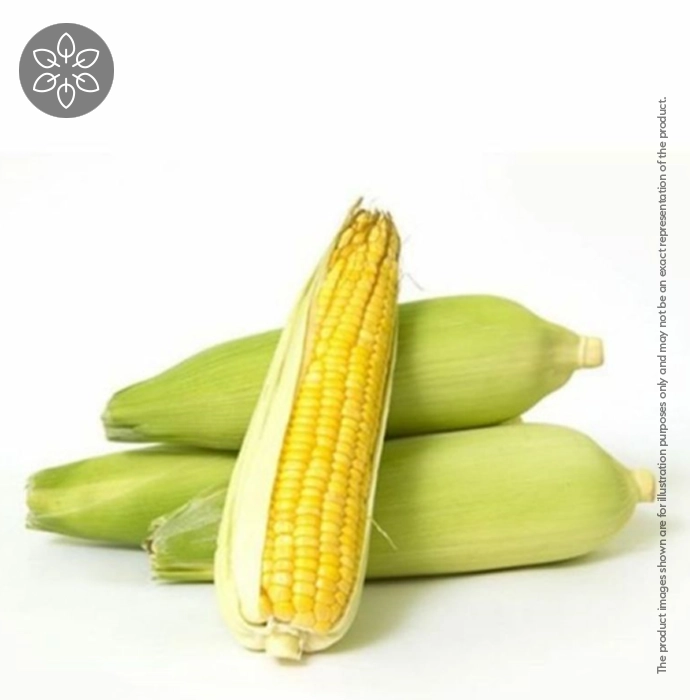 Corn