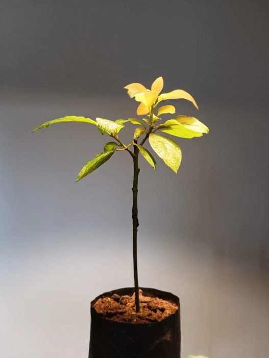 Avocado (Grafted)