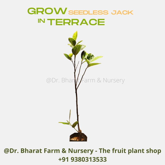 Dwarf Seedless Jack Fruit Plant - Grafted