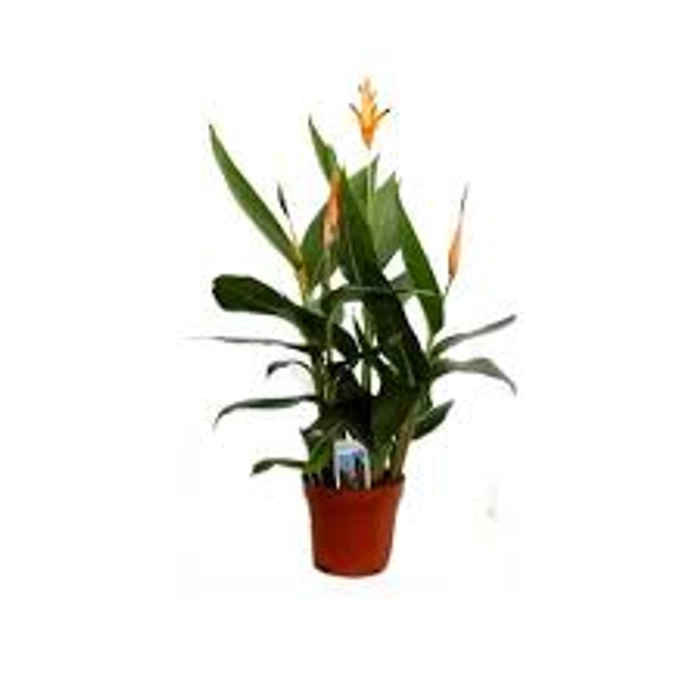 Heliconia Lady Diana Orange