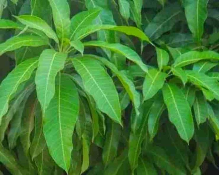 Mango Leaves/आम के पत्ते
aam ke patte