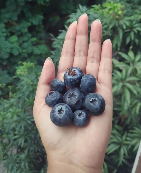 Blueberries