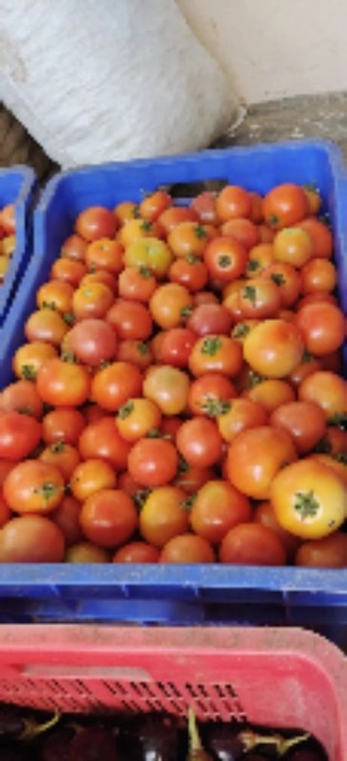 Tomato - 23kg box
