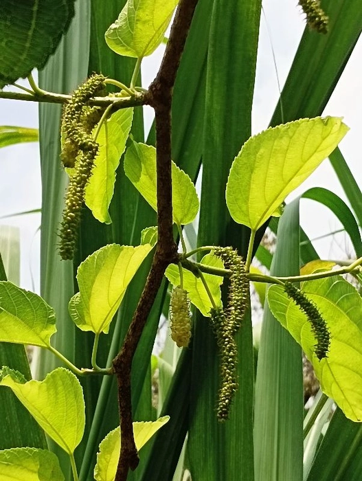 White Mulberry