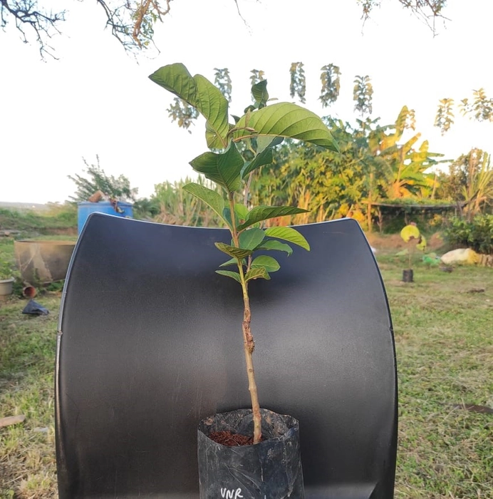 VNR Guava - Grafted