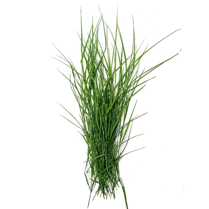 Durva grass pooja/ पूजा  दूर्वा घास