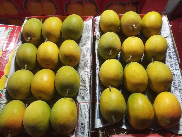 Ratnagiri Hapus - Original