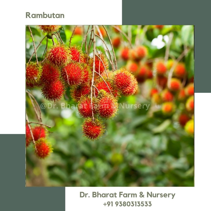 Rambutan