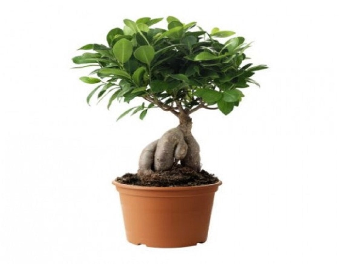 Ficus Ilastica
