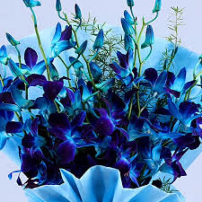 Beautiful Blue Orchids