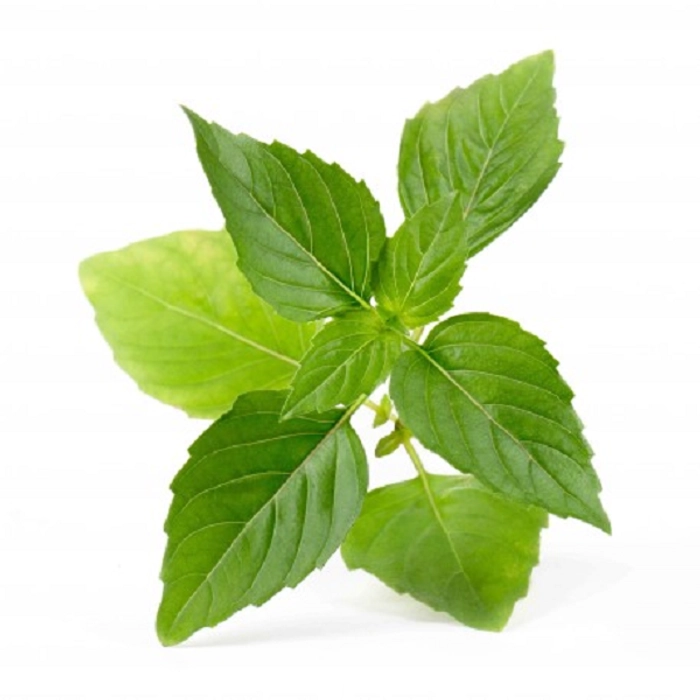 Basil (Thai) - 50 gms