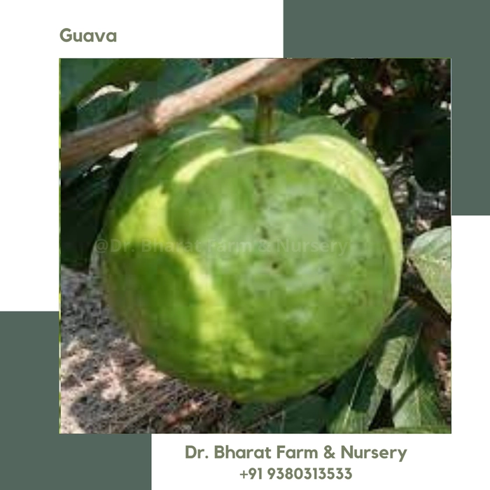 VNR Guava - Grafted