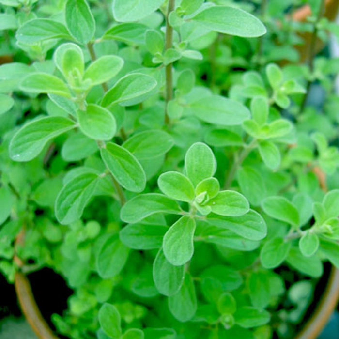 Maru Plant ( மரு செடி ) - MyOwnGarden®