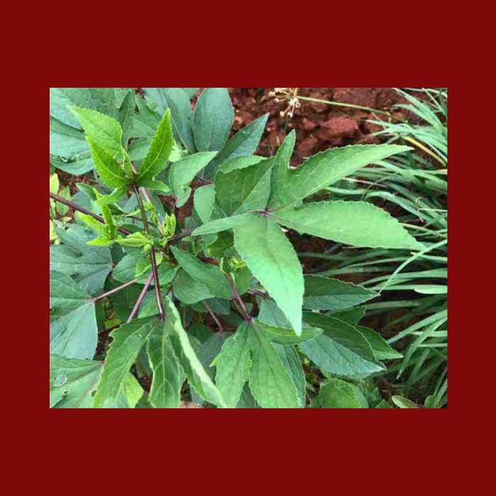 Andhra Gongura Pickle (Roselle Leaves)
