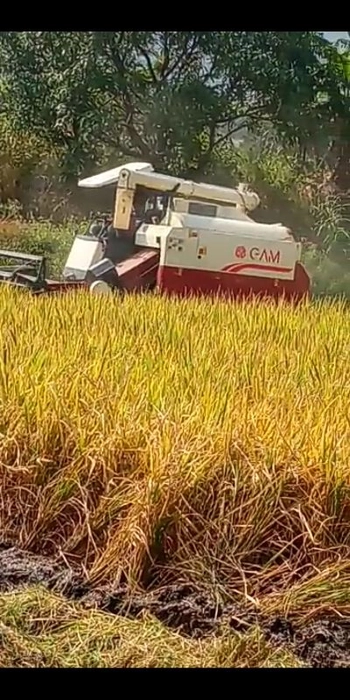 Indrayani Rice