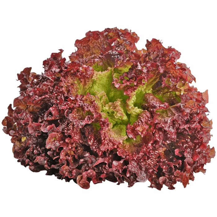 Lettuce (Lollo Rosso) - 100 gms