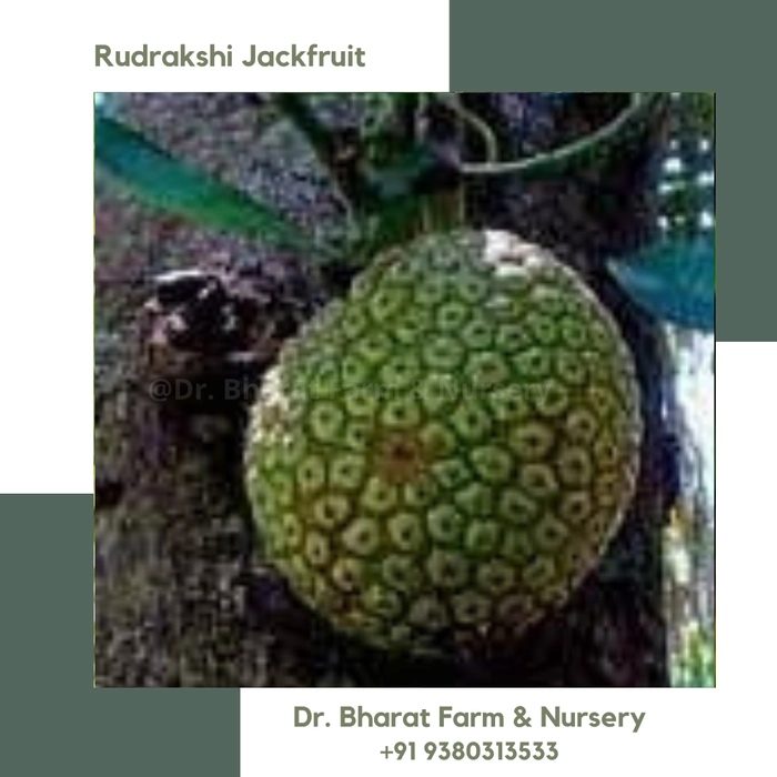 Rudrakshi Jackfruit