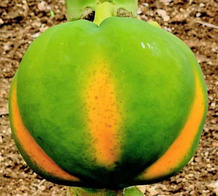 papaya 2 kg