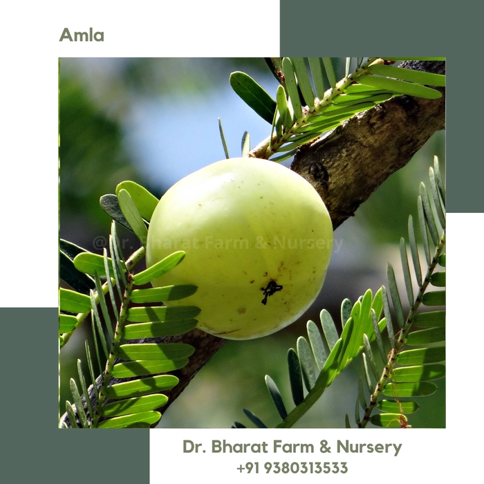 Amla / Gooseberry