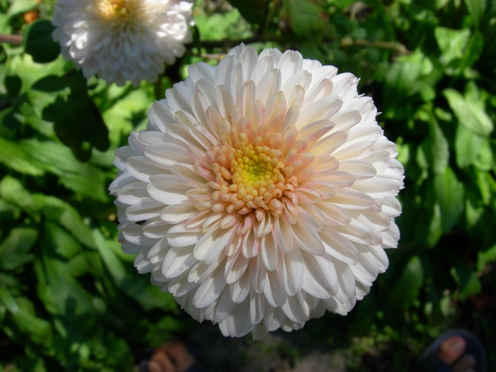 White store chrysanthemum flower