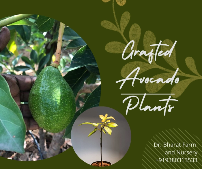 Avocado (Grafted)