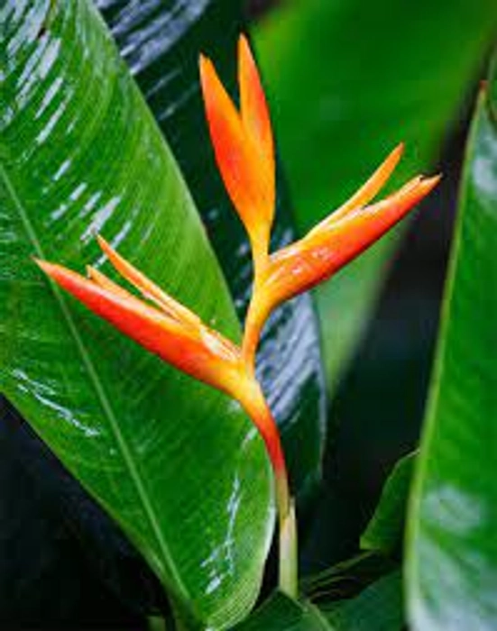 Heliconia Lady Diana Orange