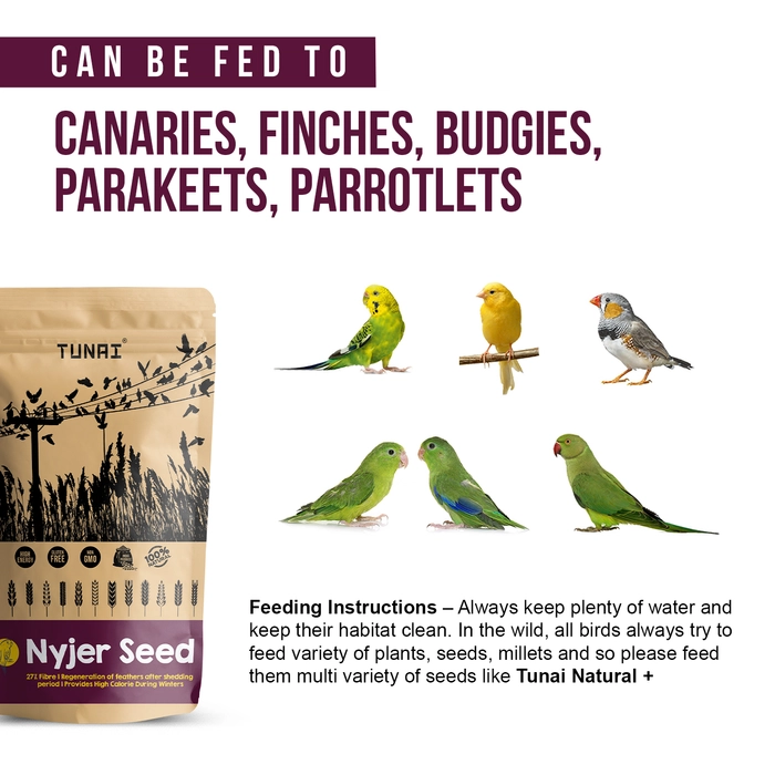 Tunai Nyjer Seeds For Bird Feed|450g|Perfect Bird Food For CANARIES, FINCHES, BUDGIES, PARAKEETS, PARROTLETS, SMALL BIRDS & OTHER WILD BIRDS, Loaded With Proteins & Natural Fat – Very Essential To Fue